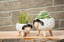 Load image into Gallery viewer, Lg Sheep on Legs Planter-3"H-869