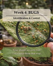 Load image into Gallery viewer, Week 4 – Bugs: February 28