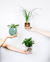 Load image into Gallery viewer, Tall Turq Snail Planter-5"H