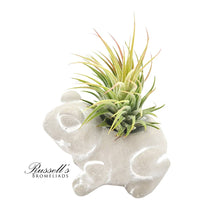 Load image into Gallery viewer, Petite Menagerie