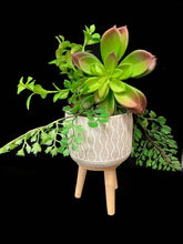 Load image into Gallery viewer, Cement Planter with Tripod Wood Legs - 4 styles, 4.5&quot; H
