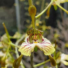 Load image into Gallery viewer, Oeceoclades spathulifera Fragrant for Jack Spathulifera
