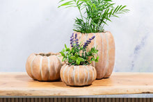 Load image into Gallery viewer, Cement Pumpkin Planter
