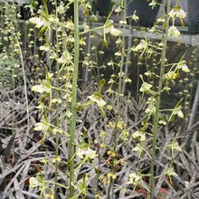 Load image into Gallery viewer, Oeceoclades spathulifera Fragrant for Jack Spathulifera
