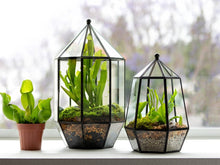 Load image into Gallery viewer, Glass Terrarium

