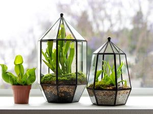 Glass Terrarium