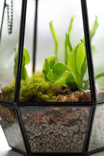 Load image into Gallery viewer, Glass Terrarium
