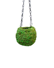 Load image into Gallery viewer, Kokedama, Fresh Green
