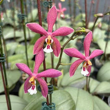 Load image into Gallery viewer, Phalaenopsis Bronze Maiden 'Rio'  Fragrant
