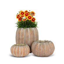 Load image into Gallery viewer, Cement Pumpkin Planter
