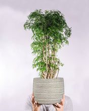 Load image into Gallery viewer, Lg Wavy Ripple Planter-Wht-7&quot;D-2791
