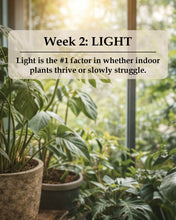 Load image into Gallery viewer, Week 2 – Light: February 14
