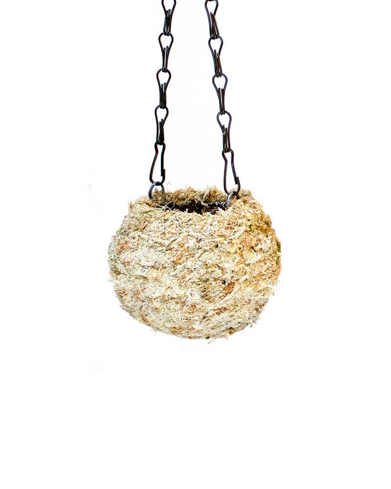 Kokedama, Blond Sphagnum 4