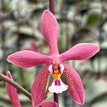 Load image into Gallery viewer, Phalaenopsis Bronze Maiden 'Rio'  Fragrant
