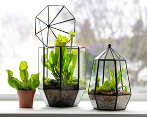 Glass Terrarium