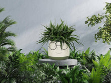 Load image into Gallery viewer, Face Planter w/Glasses
