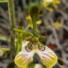 Load image into Gallery viewer, Oeceoclades spathulifera Fragrant for Jack Spathulifera

