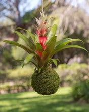 Load image into Gallery viewer, Kokedama, Fresh Green
