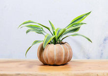 Load image into Gallery viewer, Cement Pumpkin Planter
